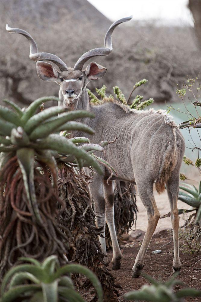 Zululand Safari Lodge Hluhluwe Kültér fotó