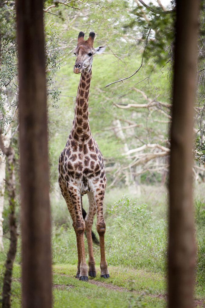 Zululand Safari Lodge Hluhluwe Kültér fotó
